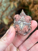 Hypomelanistic Pink Alligator Snapping Turtle