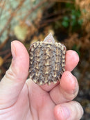 Hypomelanistic Pink Alligator Snapping Turtle