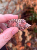 Hypomelanistic Pink Alligator Snapping Turtle