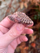 Hypomelanistic Pink Alligator Snapping Turtle