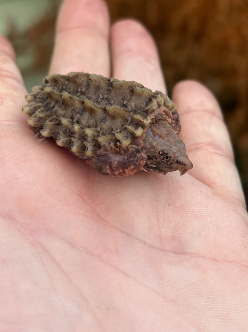 Hypomelanistic Pink Alligator Snapping Turtle