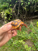 Hypo Cherrybomb Red Foot Tortoise Baby 2025