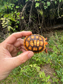 Hypo Cherrybomb Red Foot Tortoise Baby 2025
