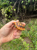 Hypo Cherrybomb Red Foot Tortoise Baby 2025