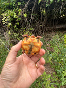 Hypo Cherrybomb Red Foot Tortoise Baby 2025