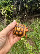 Hypo Cherrybomb Red Foot Tortoise Baby 2025