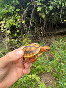 Hypo Cherrybomb Red Foot Tortoise Baby 2025