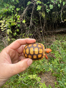 Hypo Cherrybomb Red Foot Tortoise Baby 2025