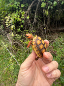 Hypo Cherrybomb Red Foot Tortoise Baby 2025