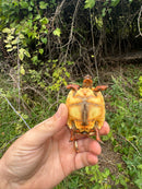 Hypo Cherrybomb Red Foot Tortoise Baby 2025