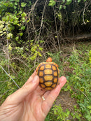 Hypo Cherrybomb Red Foot Tortoise Baby 2025