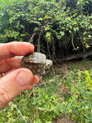 Hi White Concentric Diamondback Terrapin 2025
