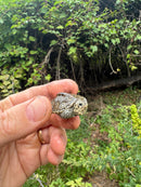 Hi White Concentric Diamondback Terrapin 2025