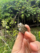 Hi White Concentric Diamondback Terrapin 2025