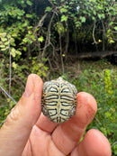 Hi White Concentric Diamondback Terrapin 2025