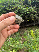 Hi White Concentric Diamondback Terrapin 2025