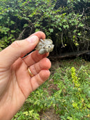 Hi White Concentric Diamondback Terrapin 2025