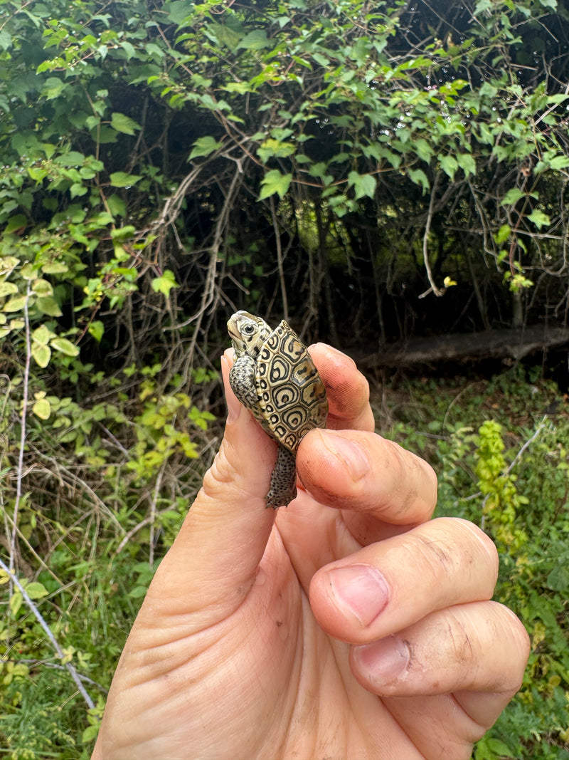 Hi White Concentric Diamondback Terrapin 2025