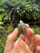 Hi White Concentric Diamondback Terrapin 2025
