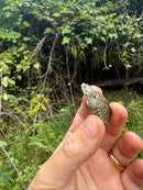 Hi White Concentric Diamondback Terrapin 2025