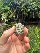 Hi White Concentric Diamondback Terrapin 2025