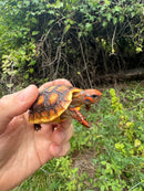 Cherrybomb Red Foot Tortoise Baby 2025