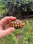 Cherrybomb Red Foot Tortoise Baby 2025
