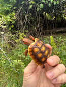 Cherrybomb Red Foot Tortoise Baby 2025
