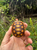 Cherrybomb Red Foot Tortoise Baby 2025