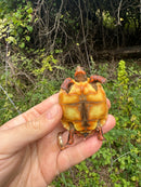 Cherrybomb Red Foot Tortoise Baby 2025