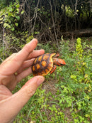 Cherrybomb Red Foot Tortoise Baby 2025