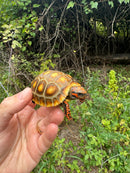 Hypo Blonde Red Foot Tortoise Baby 2025