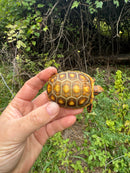 Hypo Blonde Red Foot Tortoise Baby 2025