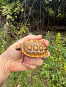 Hypo Blonde Red Foot Tortoise Baby 2025