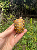 Hypo Blonde Red Foot Tortoise Baby 2025