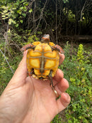 Hypo Blonde Red Foot Tortoise Baby 2025