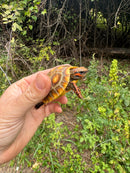 Hypo Blonde Red Foot Tortoise Baby 2025