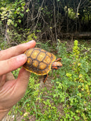 Hypo Blonde Red Foot Tortoise Baby 2025
