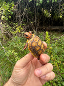 Hypo Blonde Red Foot Tortoise Baby 2025