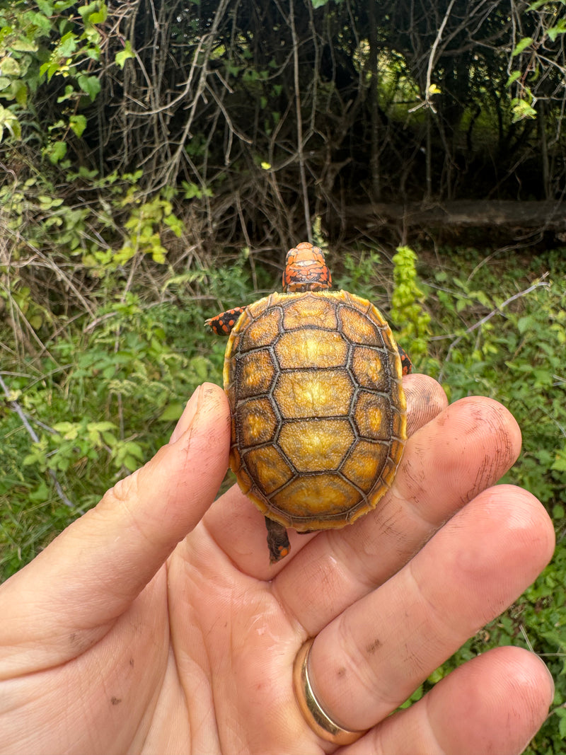 Hypo Blonde Red Foot Tortoise Baby 2025