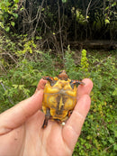 Hypo Blonde Red Foot Tortoise Baby 2025