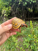 Hypo Blonde Red Foot Tortoise Baby 2025