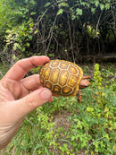 Hypo Blonde Red Foot Tortoise Baby 2025