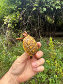 Hypo Blonde Red Foot Tortoise Baby 2025