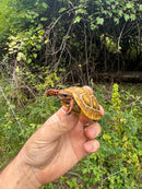 Hypo Blonde Red Foot Tortoise Baby 2025