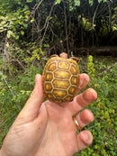 Hypo Blonde Red Foot Tortoise Baby 2025