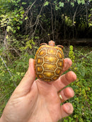 Hypo Blonde Red Foot Tortoise Baby 2025