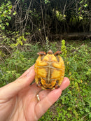 Hypo Blonde Red Foot Tortoise Baby 2025
