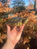 Charcoal Pastel Clown Red Eared Slider Turtle Breeder Male