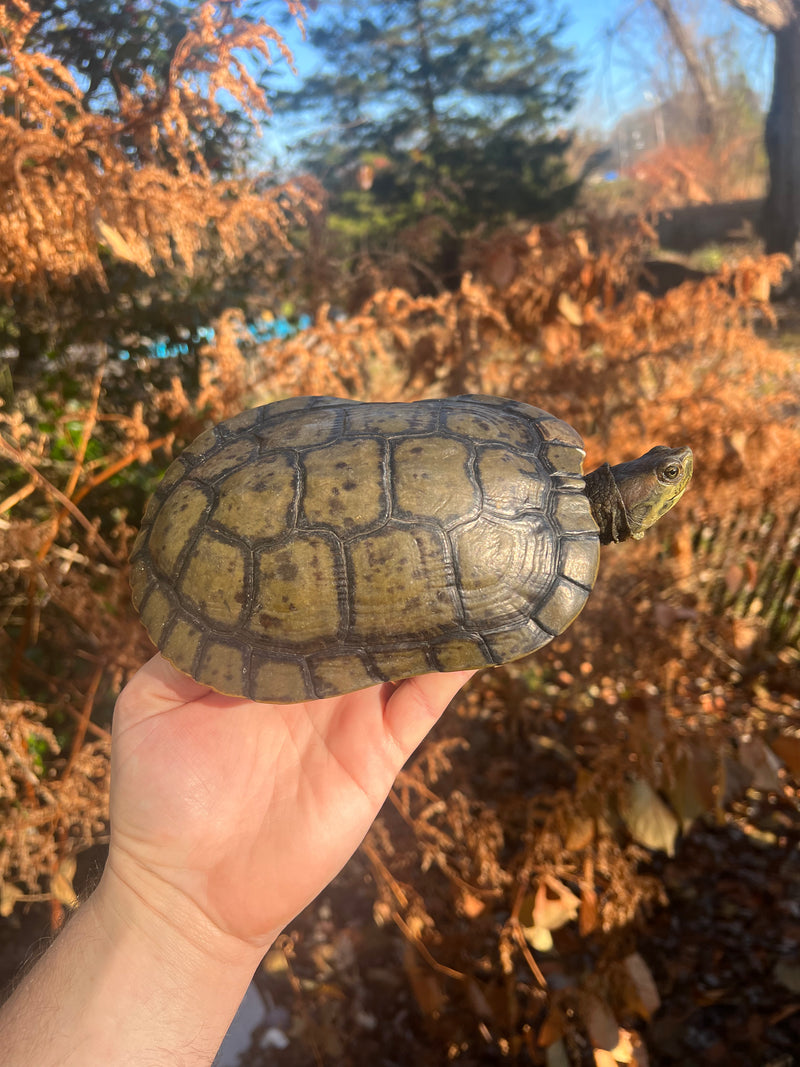 Charcoal Pastel Clown Red Eared Slider Turtle Breeder Male